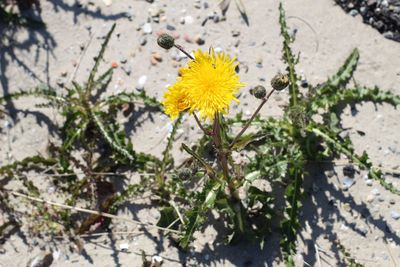 High angle view of yellow flowering plant