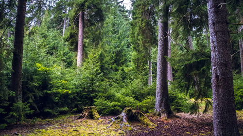 View of trees in forest