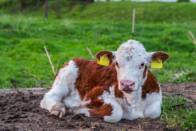 Portrait of cow on field