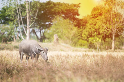 Buffalo in a field