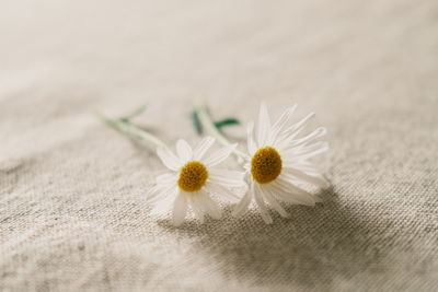 Close-up of white daisy flower