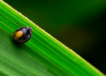 Close-up of insect on leaf