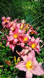 Close-up of pink day lily blooming on field