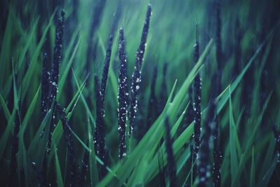 Close-up of fresh green grass in field