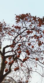 Low angle view of tree against sky during winter