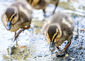 Close-up of a duck in lake