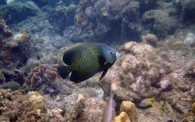 Fish swimming in sea