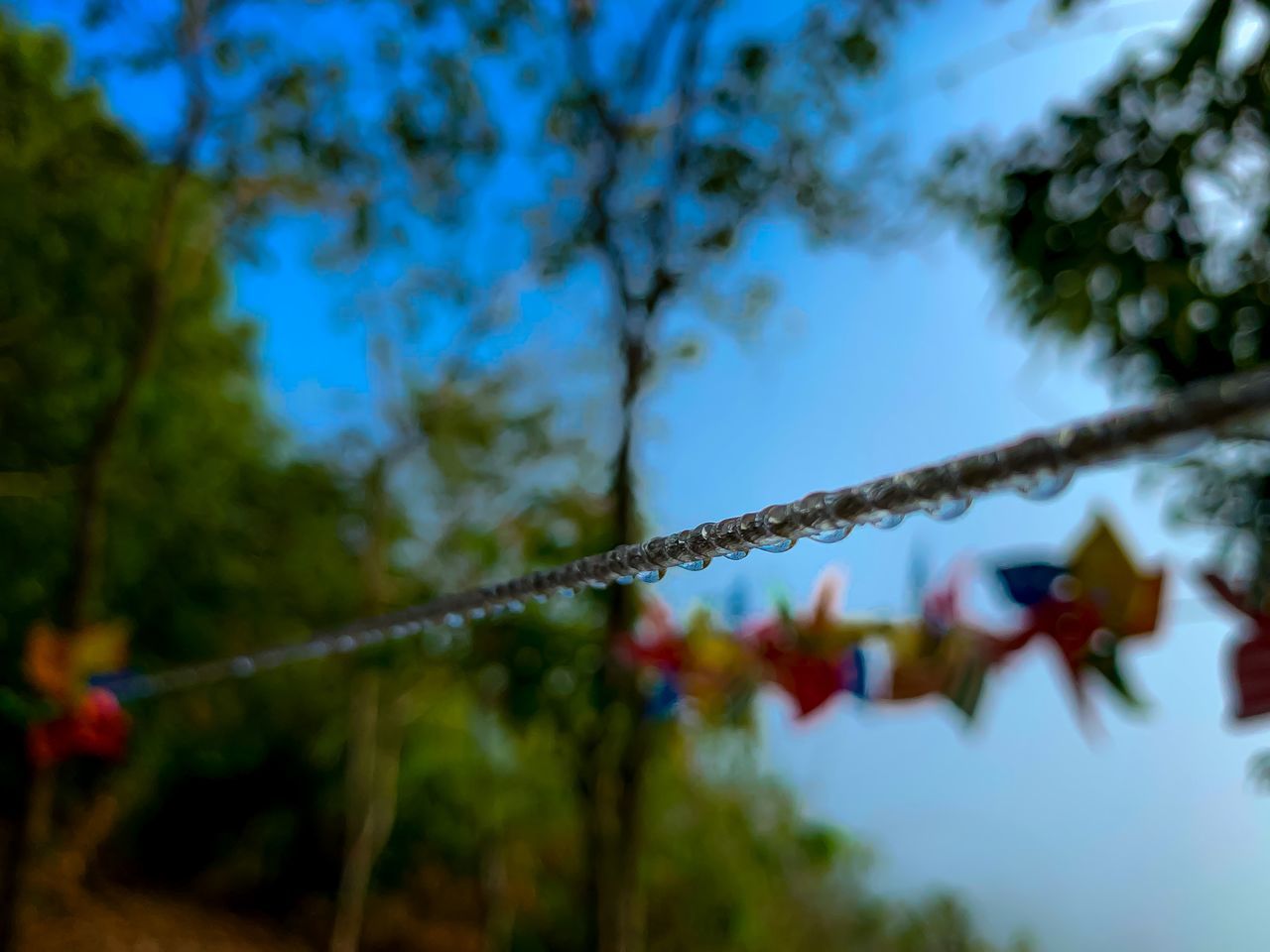 LOW ANGLE VIEW OF ROPE HANGING ON TREE