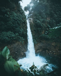 Scenic view of waterfall in forest