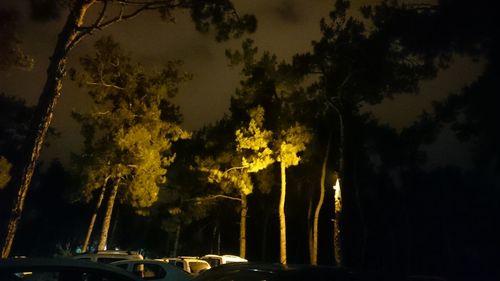 Trees against sky at night