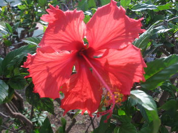 Close-up of red flower