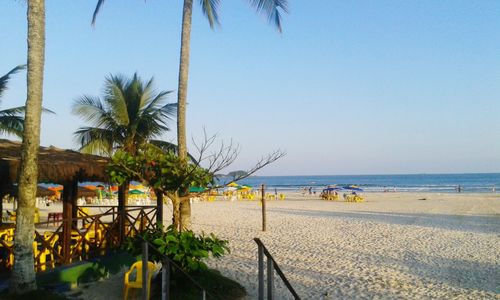 Palm trees on beach