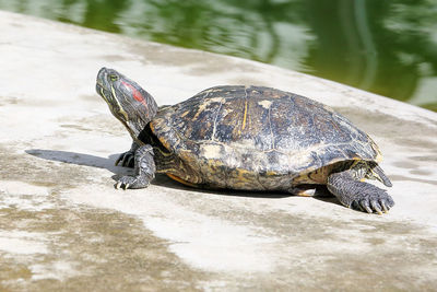 Close-up of a turtle in the water