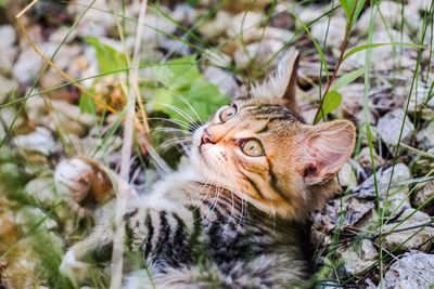 Close-up of tabby cat relaxing on field