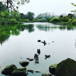 Birds in a lake