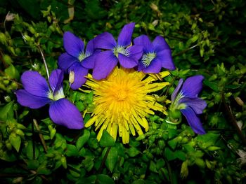 Close-up of purple flowers
