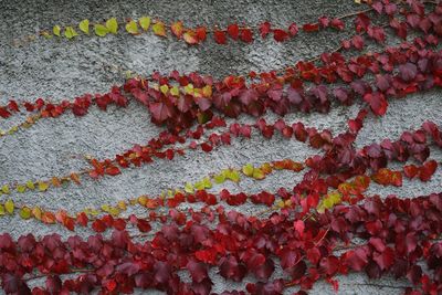 Close-up of plant on wall