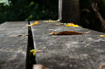 Close-up of leaves on wood