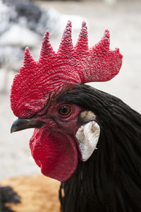 Close-up of rooster