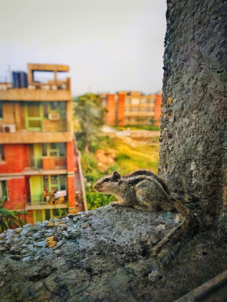 SQUIRREL ON A WALL