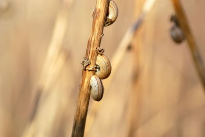 Close-up of caterpillar on wood