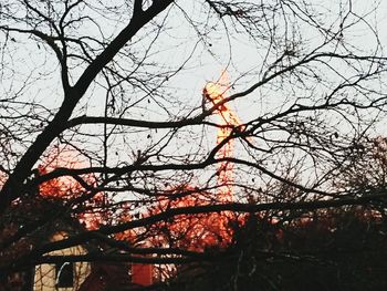 Low angle view of orange tree against sky