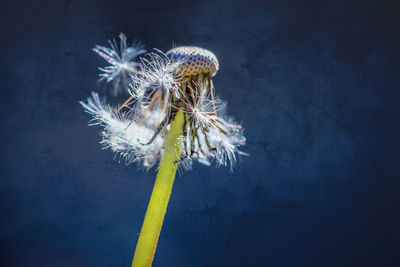 Close-up of wilted dandelion flower against white background