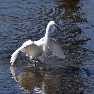 White duck in lake