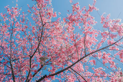 Low angle view of pink flowering tree