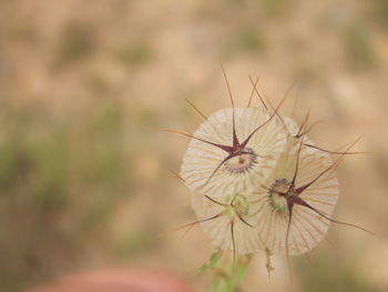 Close-up of white dandelion flower