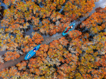 High angle view of trees during autumn