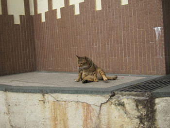 Cat sitting on brick wall