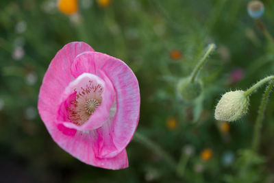 Close-up of pink rose flower