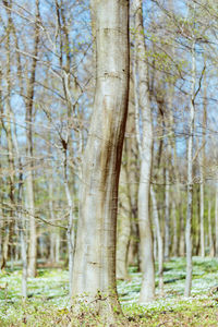 View of bare trees in forest