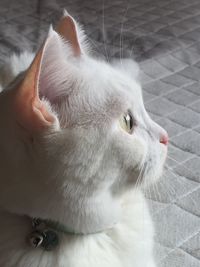 Close-up of white cat looking away