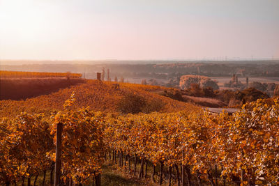 Scenic view of vineyard against sky during autumn