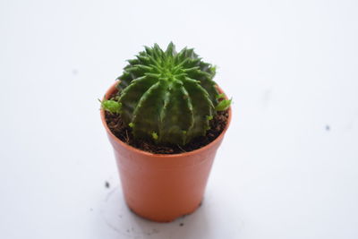 Close-up of potted plant