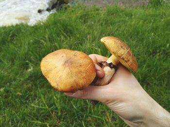 Close-up of hand holding mushroom growing in field