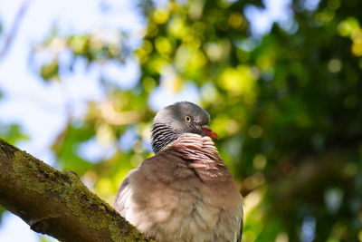 Close-up of bird perching on branch