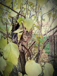 Cat on tree