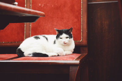 Portrait of cat sitting on bench