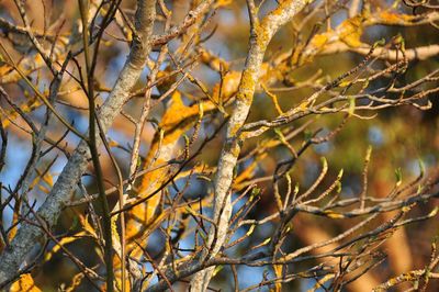 Close-up of branch on branch