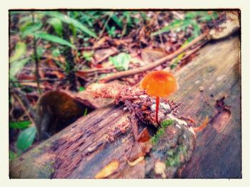 Close-up of fungus growing on tree trunk