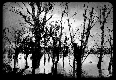 Bare trees against sky