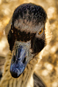 Close-up portrait of a bird