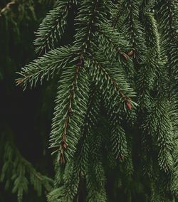 Close-up of pine tree
