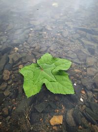 High angle view of leaves floating on water