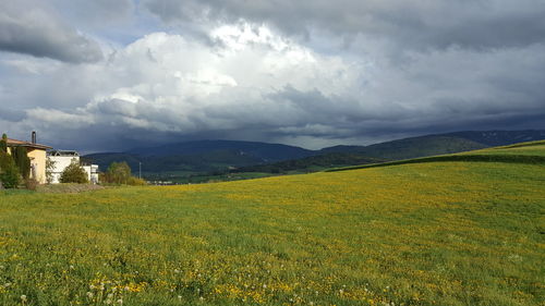 Scenic view of field against sky