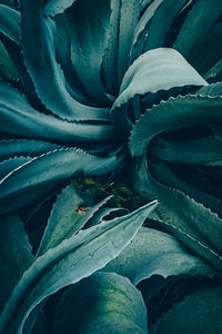 High angle view of succulent plant leaves on field