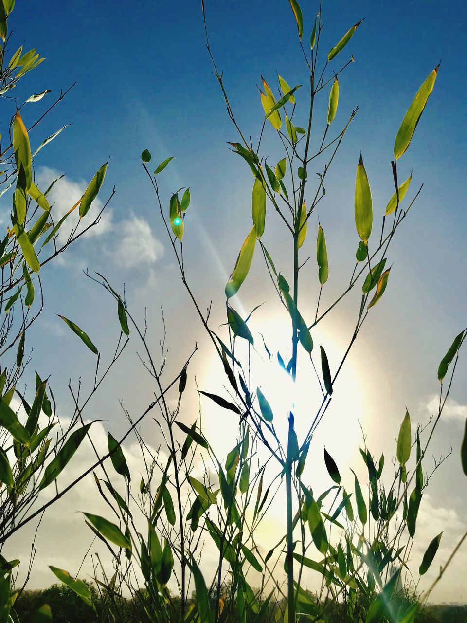 plant, growth, sky, nature, day, low angle view, leaf, no people, plant part, blue, beauty in nature, green color, close-up, outdoors, sunlight, tranquility, clear sky, tree, animal wildlife